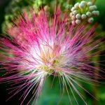 In our climate zone, mimosa is grown in greenhouses and winter gardens