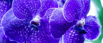 В природе ярким представителем синих орхидей является разновидность Ванда