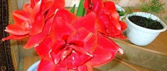 In winter, hippeastrum pleases with a beautiful inflorescence