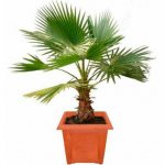 Washingtonia