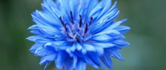 cornflower