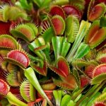 Venus flytrap photo