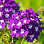 Verbena