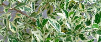 Variegated ficus branches