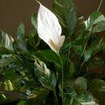 Types and varieties of spathiphyllum 45 photos features of varieties Picasso and Japanese Alana and Sweet Laurette varieties of spathiphyllum Wallis