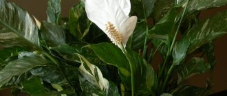 Types and varieties of spathiphyllum 45 photos features of varieties Picasso and Japanese Alana and Sweet Laurette varieties of spathiphyllum Wallis