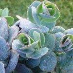 Types of Kalanchoe