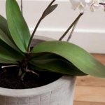 vitamin cocktail for orchids how to use