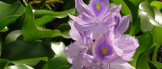 Water hyacinth