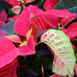 pests and diseases of poinsettia