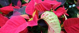 pests and diseases of poinsettia