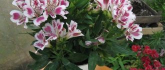 growing alstroemeria at home