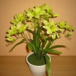 growing freesia at home