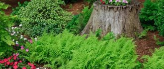 Growing ferns in the garden