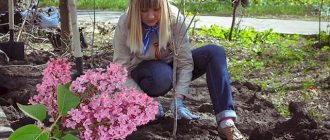 Growing lilacs in a pot