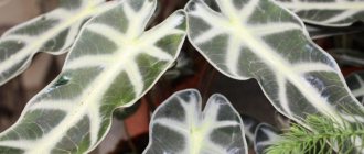 Poisonous alocasia