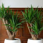 Yucca Elefantis - proper care at home