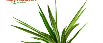 yucca