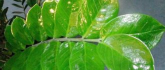 Zamioculcas: all the secrets of transplantation