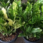 Zamioculcas