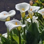 Зантедеския эфиопская (Zantedeschia aethiopica)