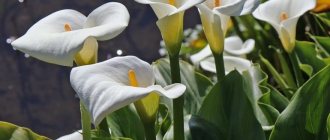 Зантедеския эфиопская (Zantedeschia aethiopica)