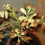 Dried leaves on a plant