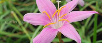 Zephyranthes in the garden