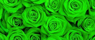 зеленые розы