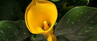 Yellow calla