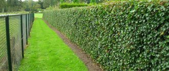 Ivy hedge