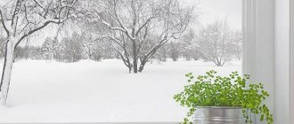 Winter outside the window