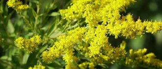 goldenrod